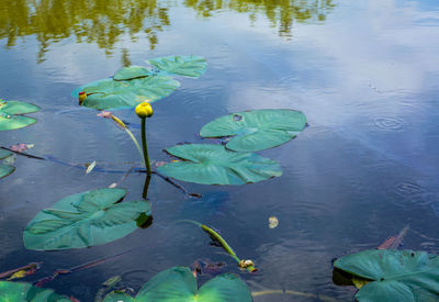 High angle view of lotus water lily in lake