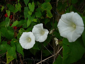 Close-up of white flowers