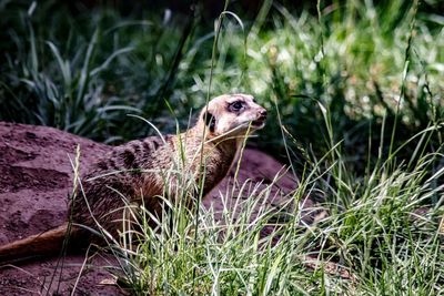 Meerkat in a field