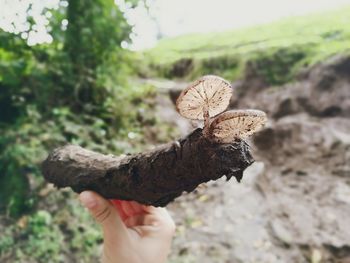 Close-up of hand holding mushroom