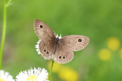 Close-up of butterfly pollinating on flower