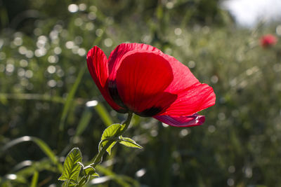 Macro of the poppy flower head. red wild flower macro. sunlight and sunshine.georgia.