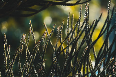 Close-up of wet plants