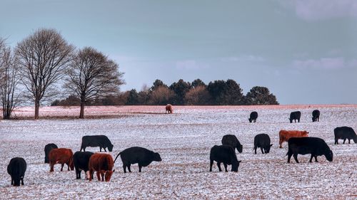 Horses grazing in a field