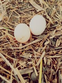 High angle view of eggs in nest on field