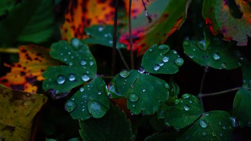 Close-up of wet plants