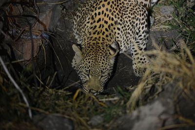 Leopard in the wild at night