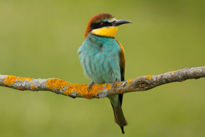 Close-up of bird perching on branch