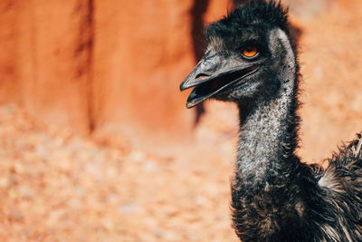 Close-up of bird looking away outdoors