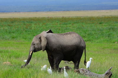 Bird on grassy field