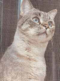 Close-up of cat seen through wire mesh