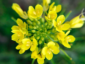 Close-up of yellow flowering plant