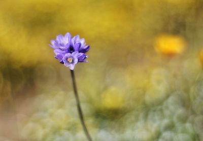 Close-up of purple flower blooming outdoors