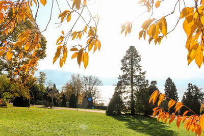 Autumn leaves on field against sky