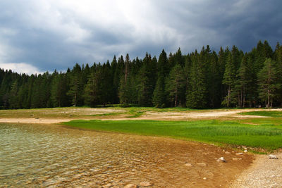 Trees growing in forest against sky