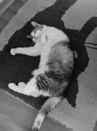 High angle view of cat lying down on floor