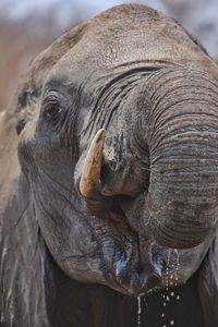 Close-up of elephant drinking water