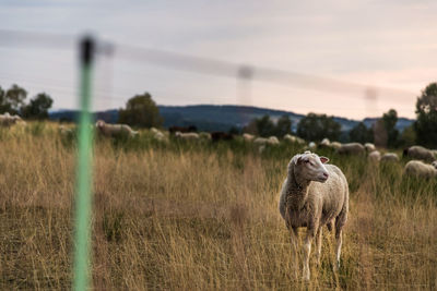 Sheep standing on land