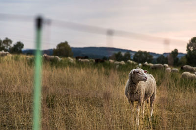 Sheep in a field