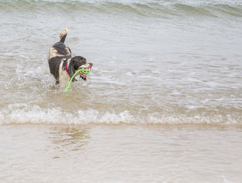 Man with dog running in water