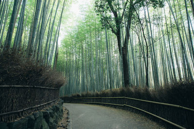 Panoramic shot of bamboo trees in forest
