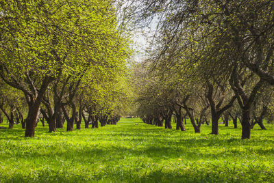 Trees growing on grassy field