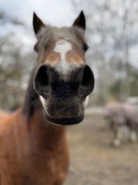 Close-up portrait of a horse