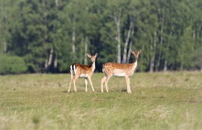 Deer standing in a field in front of a forest bacground.