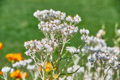 Close-up of purple flowering plants on field