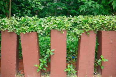 Close-up of plants against railings