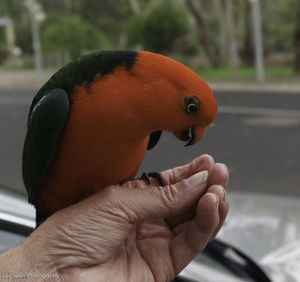 Close-up of a hand holding bird