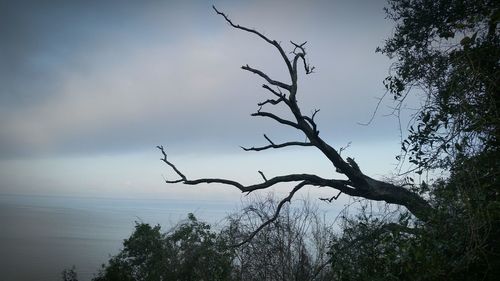 Bare trees against sky