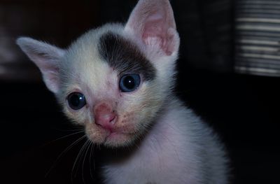 Close-up portrait of cat