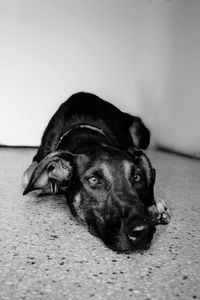 Close-up portrait of dog lying on floor