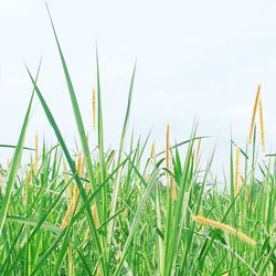 Close-up of grass growing in field against sky