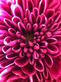 Close-up of pink dahlia