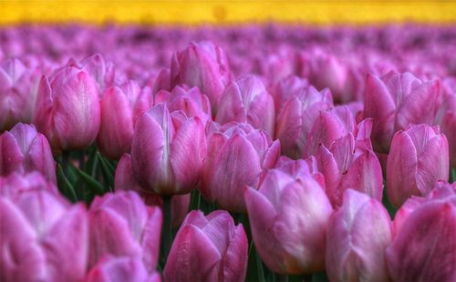 Close-up of pink flowering tulips