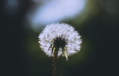 Close-up of flower against blurred background