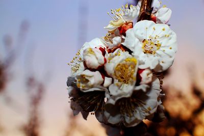Close-up of flowers against blurred background
