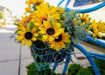 Close-up of sunflowers blooming outdoors