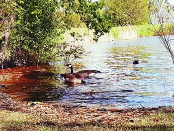 Birds swimming in lake