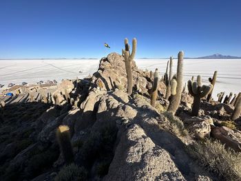 Scenic view of cactus park against clear blue sky