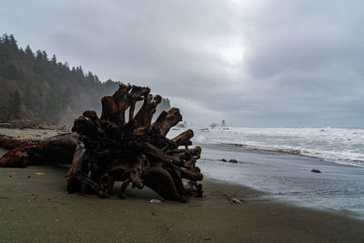 Driftwood on beach against sky