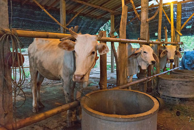 Cow standing in zoo