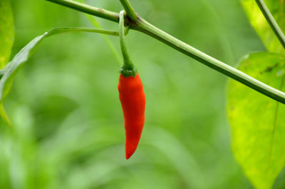 Close-up of red chili peppers on plant