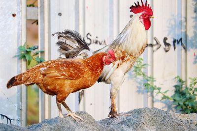 View of a rooster