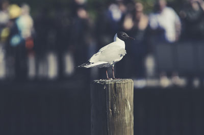 Side view of seagull perching on wooden post