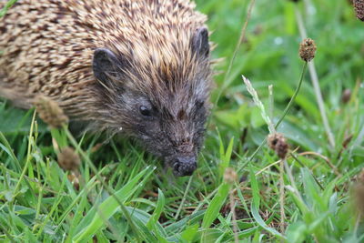 Close-up of a hedgehog on field