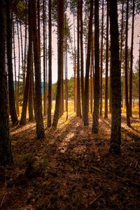 Pine trees in forest during autumn