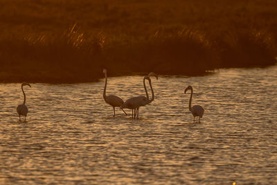 Flamingos in lake at sunset